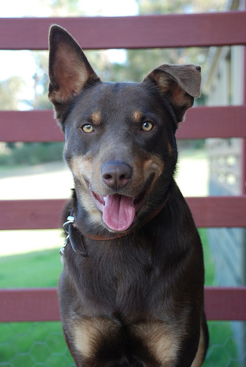 16 Dog Breeds That Respond Better When Commands Are Given Once - Why the One-Ask Rule Works 16 Working Kelpie