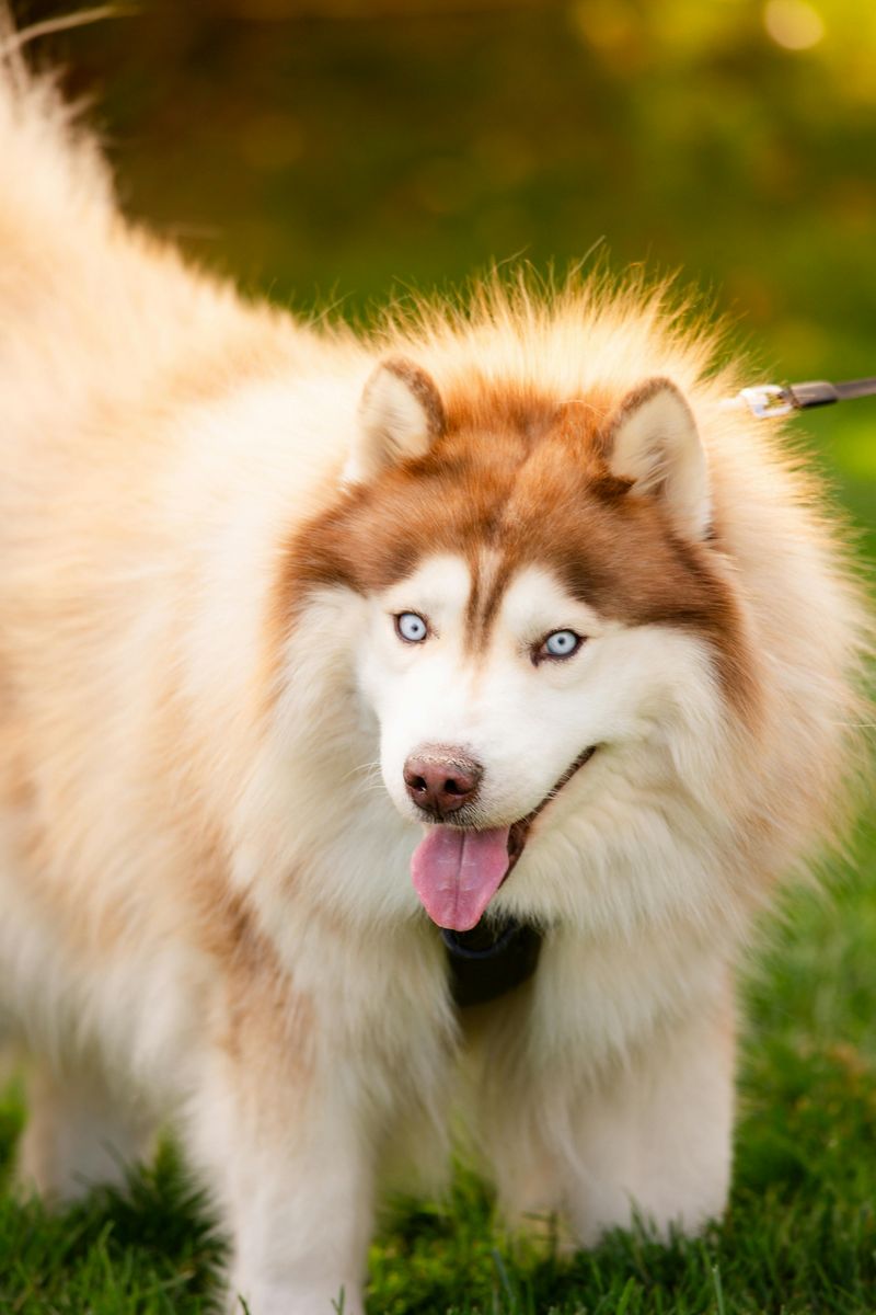 A breed can be loyal, loving, and still difficult to manage well - these are 15 dogs that come with strengths owners praise and trade-offs they ignore 6 Siberian Husky