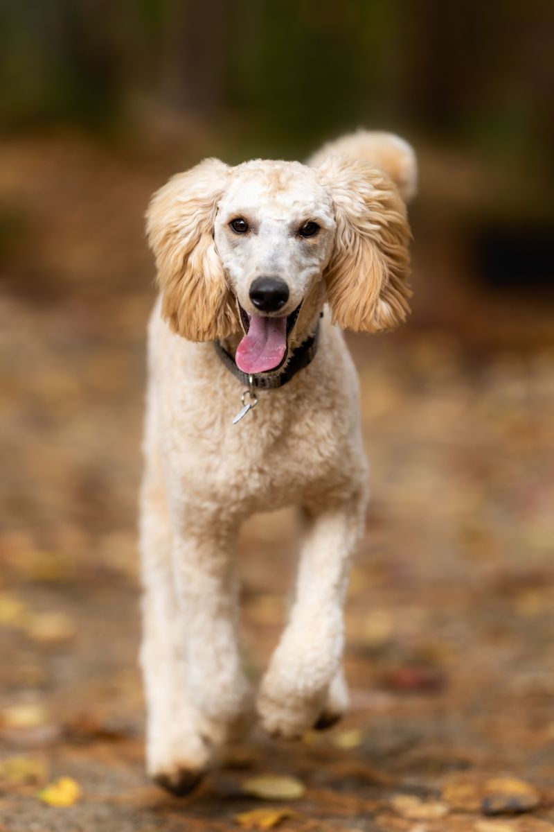 You brush, bathe and trim - but owners of these 12 dog breeds often forget the ears 10 Poodle