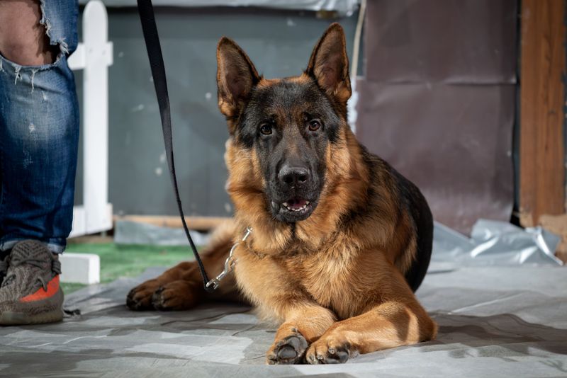 These 10 dog breeds don't bond with everyone - but when they do, it's extraordinary 8 German Shepherd