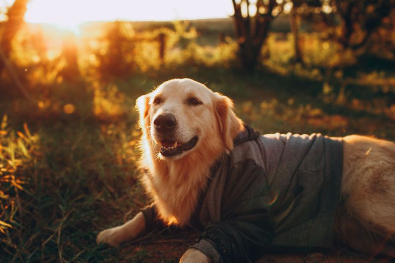 11 breeds that offer a more manageable introduction to dog ownership - plus 2 that demand greater experience 2 Golden Retriever: The Sunshine Sidekick