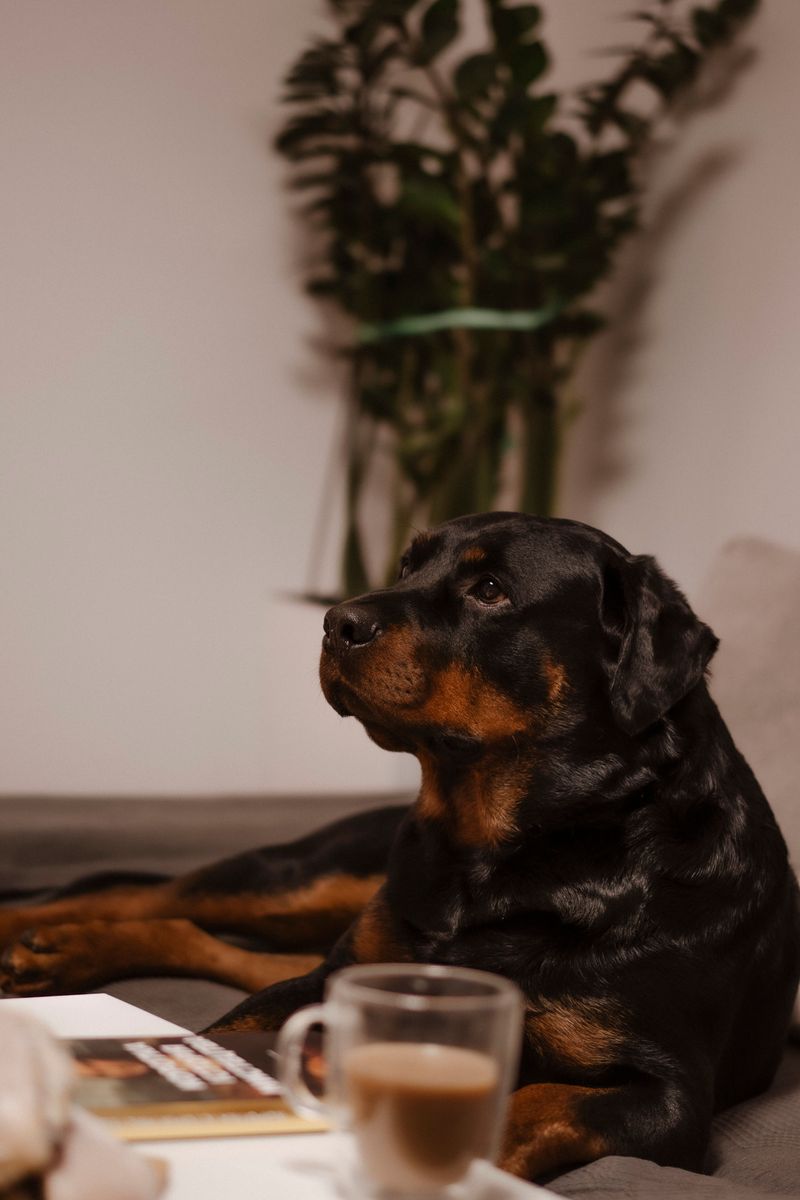 Rottweiler - relaxed guardian, not a shadow