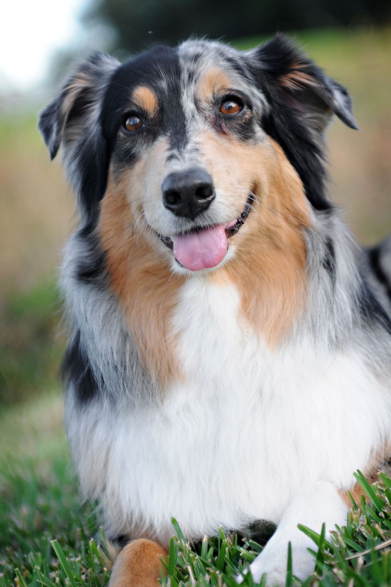 Give these dog breeds room, purpose, and outdoor work - then watch their instincts come alive 4 Australian Shepherd