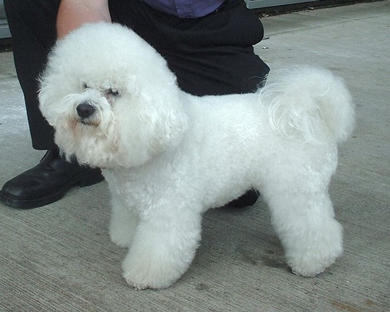 11 dog breeds that need experienced, consistent owners - plus 2 more forgiving choices 14 Bichon Frise