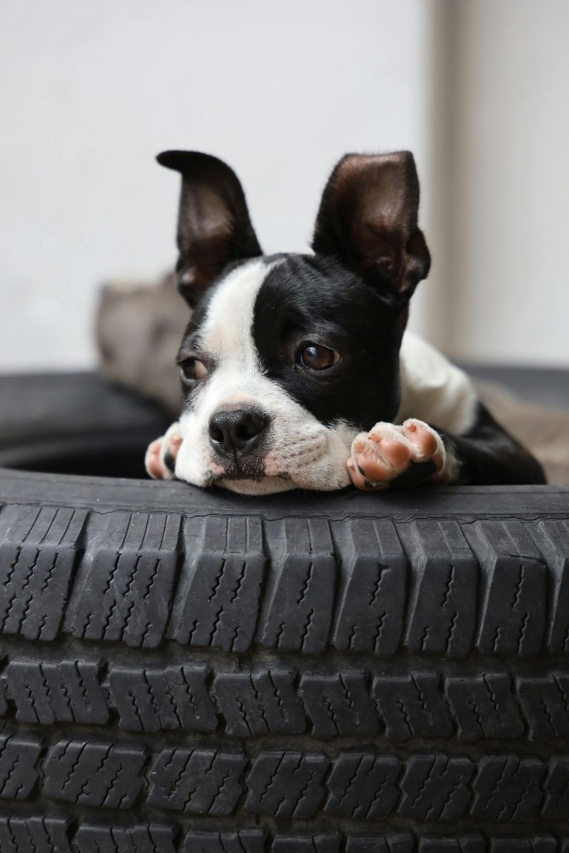 20 Calm Small Dog Breeds Seniors Find Easy to Live With 9 Boston Terrier