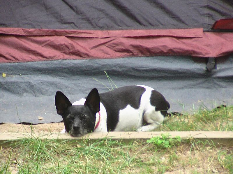 Rat Terrier