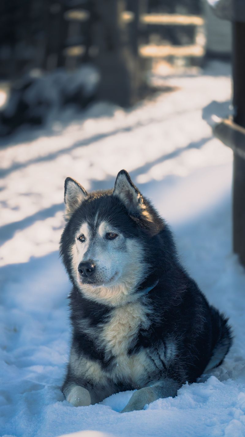 These working breeds combine strong physiques with histories of tackling demanding jobs 7 Alaskan Malamute: The Heavy Hauler