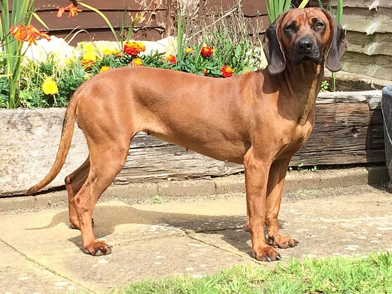 Bavarian Mountain Scent Hound