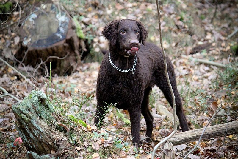 15 Dog Breeds That Share Many Traits with Labrador Retrievers 5 Curly-Coated Retriever