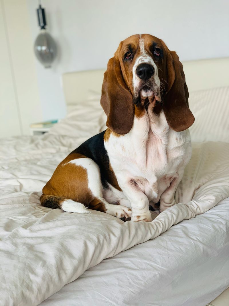 17 Chill Dog Breeds Perfect for Quiet, Relaxed Homes 4 Basset Hound