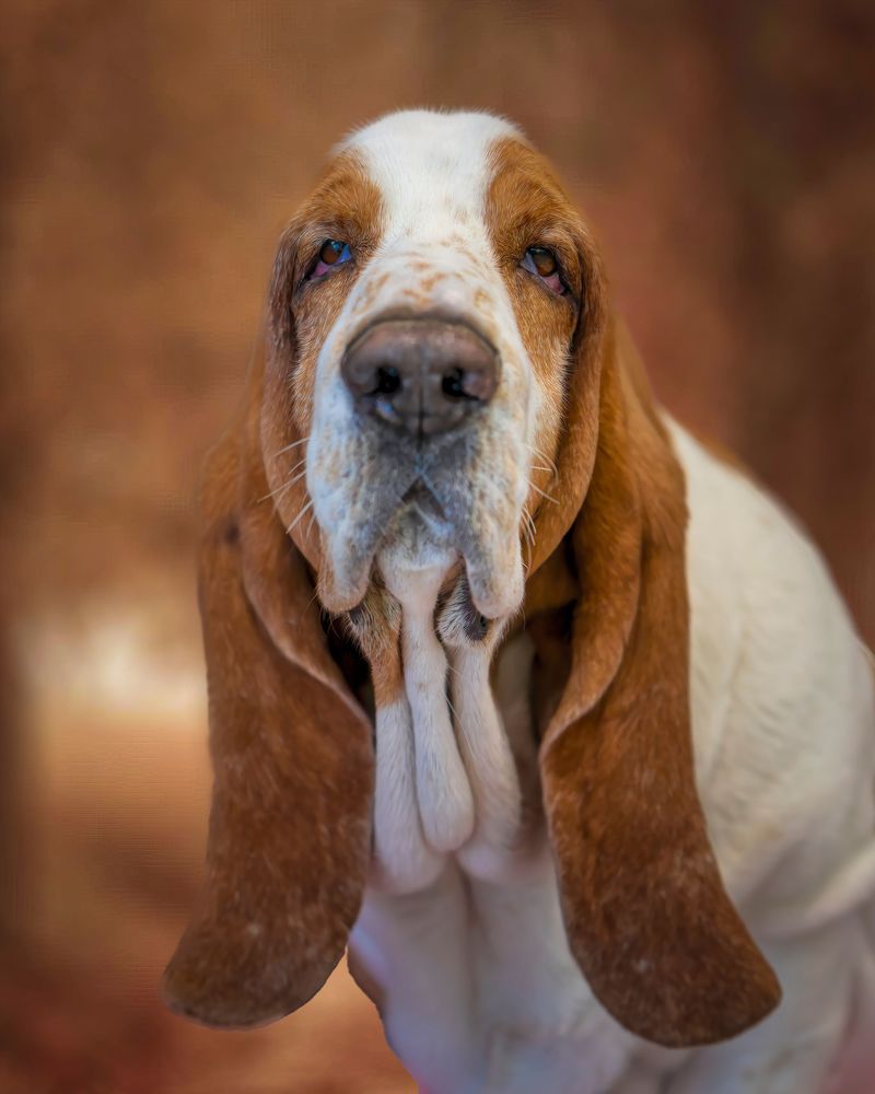 12 dog breeds that look like professional couch potatoes - Until you give them something to figure out 7 Basset Hound
