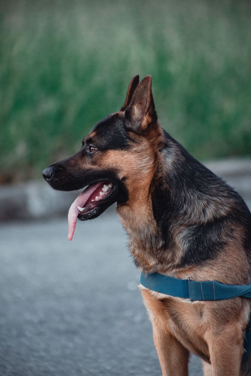 Growling isn't always bad behavior - These dogs remind owners why the warning matters 2 German Shepherd - the focused sentinel