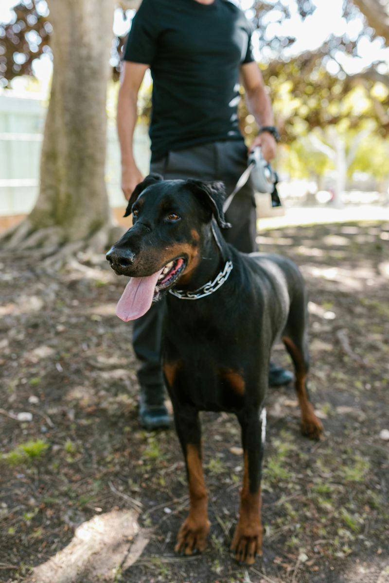 17 Guard Dog Breeds in America Ranked by Data 5 Doberman Pinscher