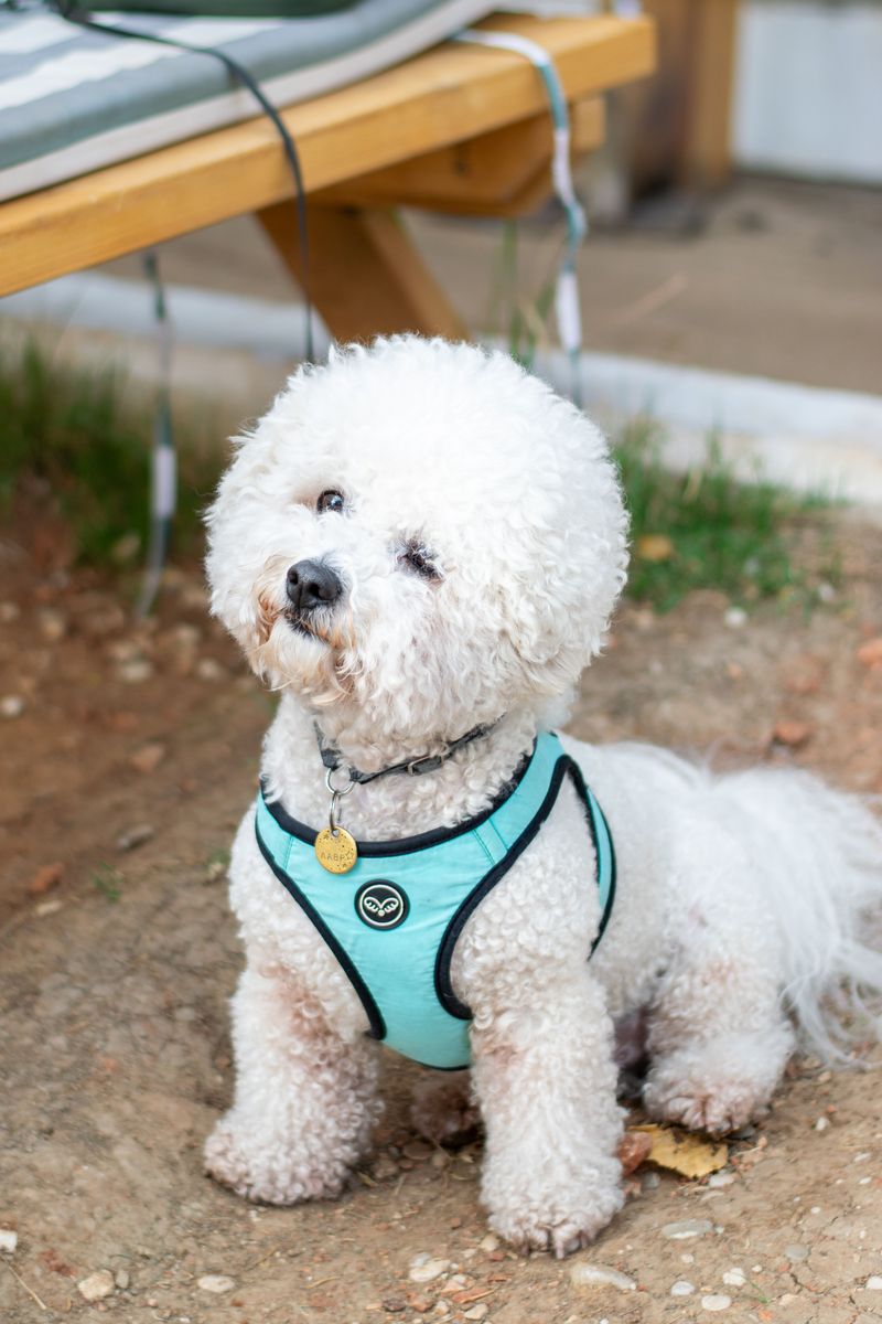 Bichon Frise