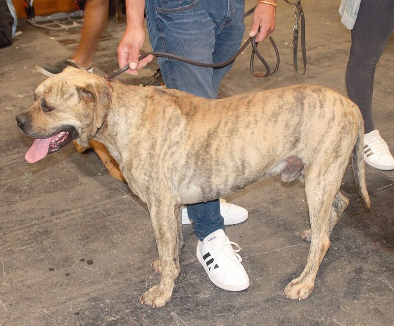 Spanish Bulldog (Alano lineage)