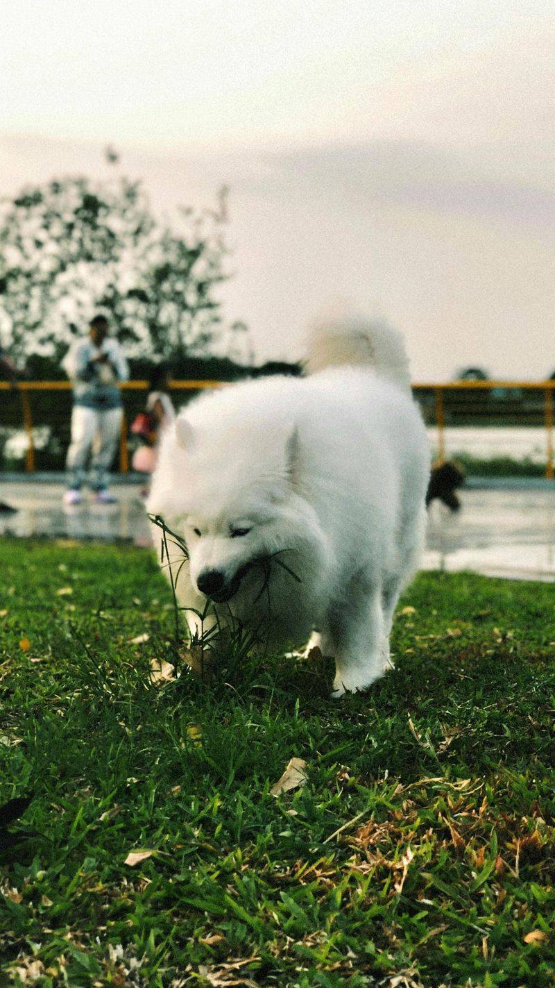 Samoyed