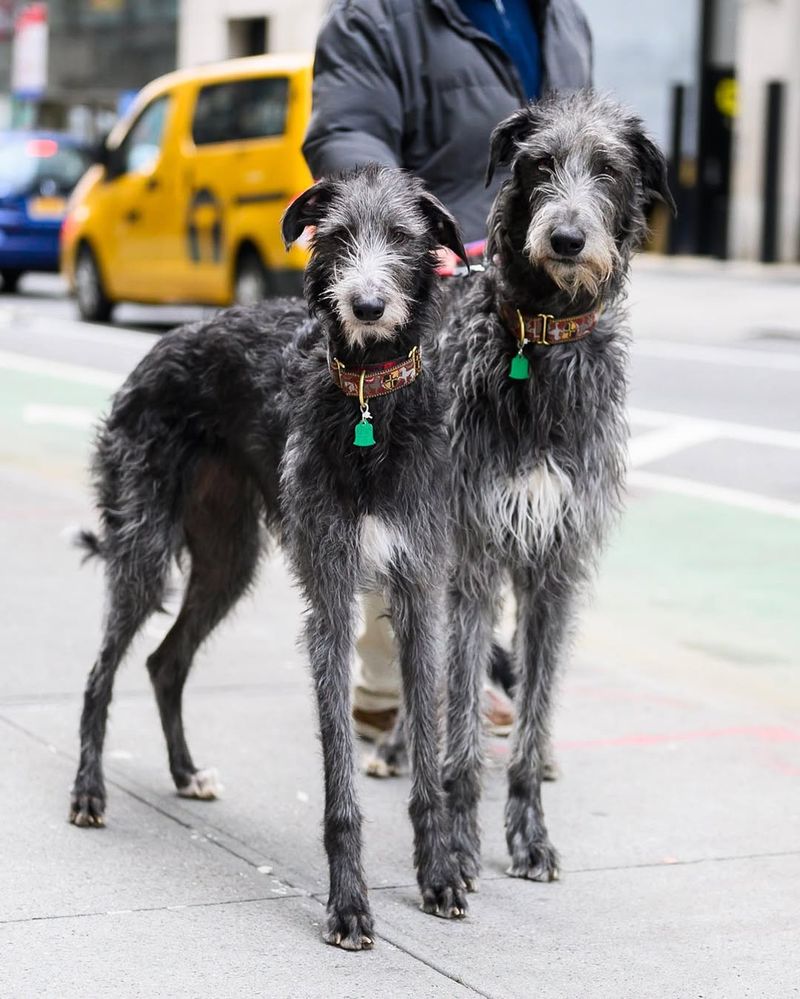 Scottish Deerhound
