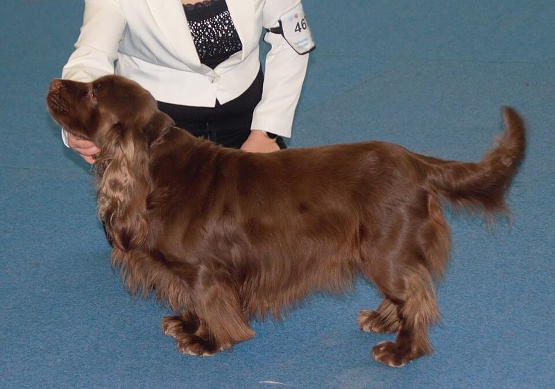 17 Dog Breeds That Were Once Popular but Have Slowly Faded from the Spotlight 12 Sussex Spaniel
