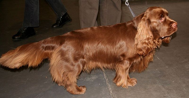 It's almost impossible not to love these 11 floppy-eared dog breeds - plus 3 hidden gems 14 Sussex Spaniel