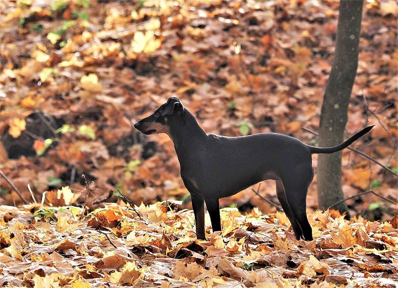 You arrive convinced you know which dog you want - Then one of these breeds ruins the entire plan 12 Manchester Terrier