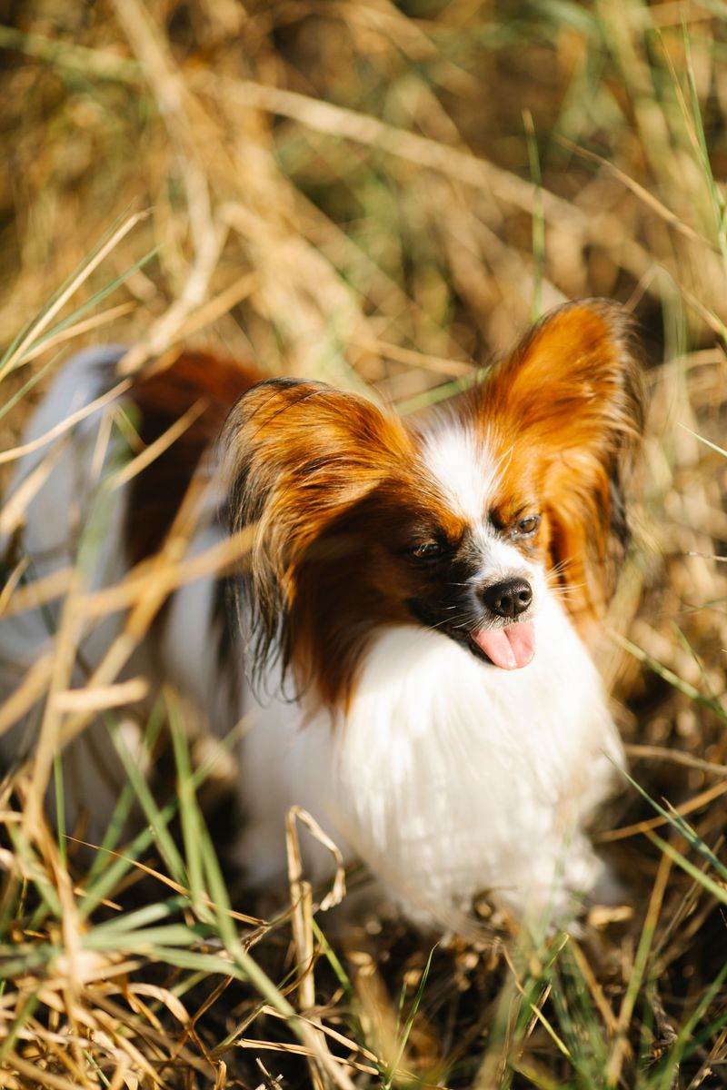 Some dogs glance at you - These breeds study you like they're waiting for the next clue 9 Papillon