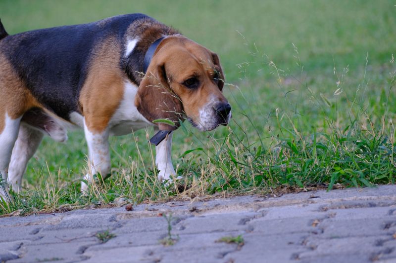 Beagle: Nose First, Weather Second