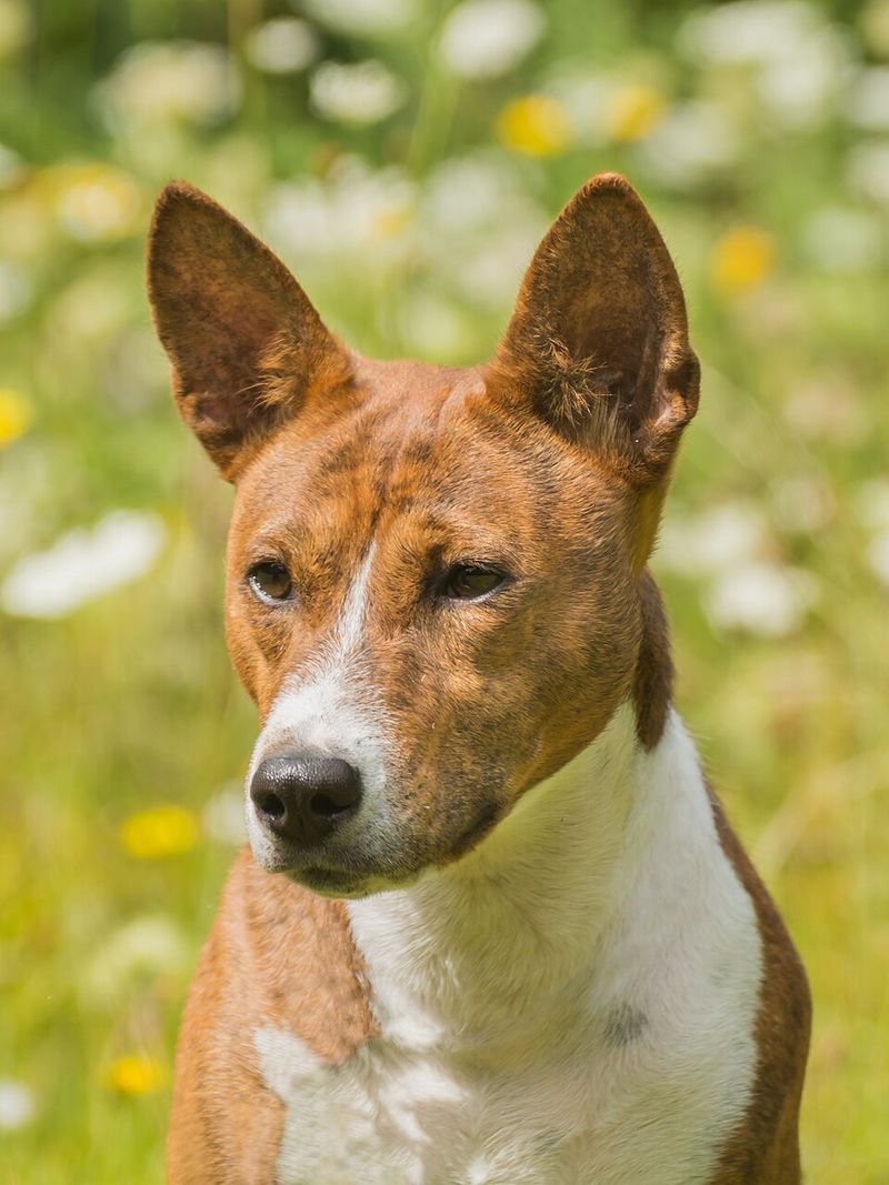 11 independent dog breeds that train differently - plus 3 that respond best once they trust you 4 Basenji