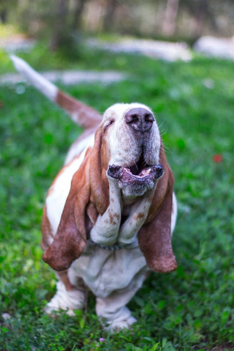 Basset Hound