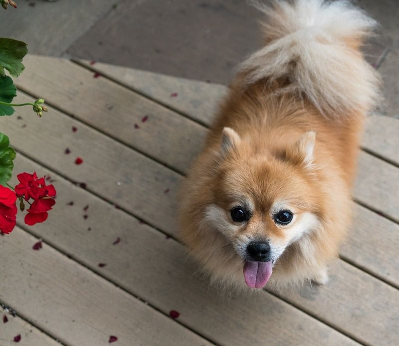 26 Healthy Dog Breeds That Rarely Face Serious Medical Issues 24 Pomeranian
