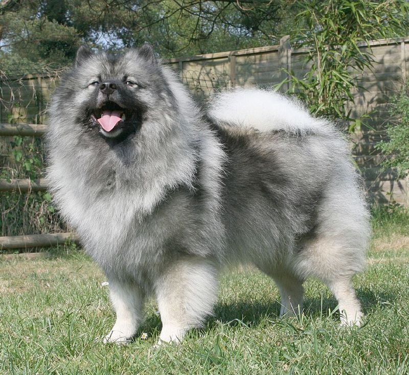 17 Extra-Fluffy Dog Breeds That Look Like Walking Clouds 6 Keeshond
