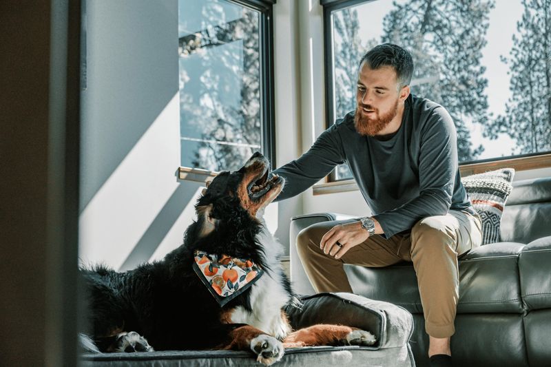 Bernese Mountain Dog