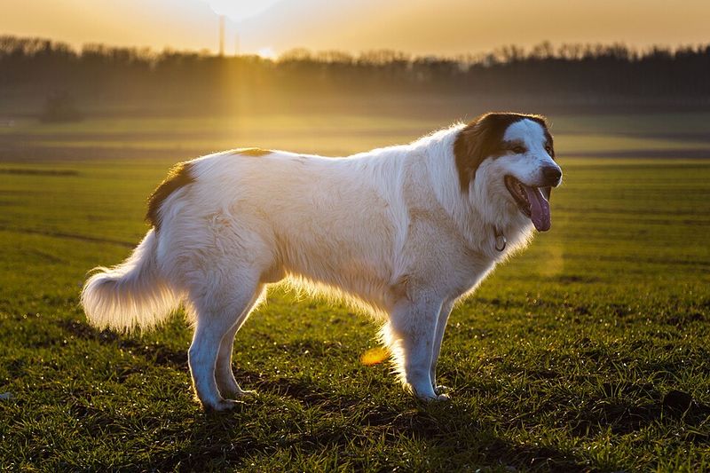 14 dog breeds that feel safest with one confident owner leading 15 Tornjak