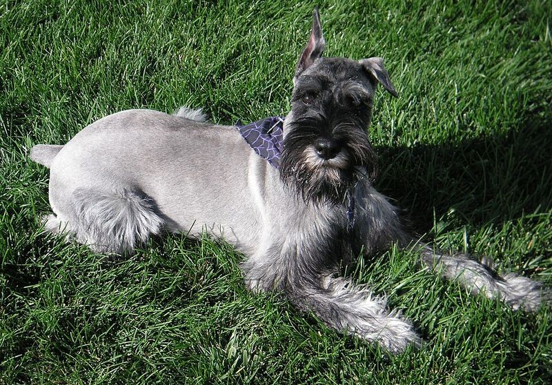 Standard Schnauzer
