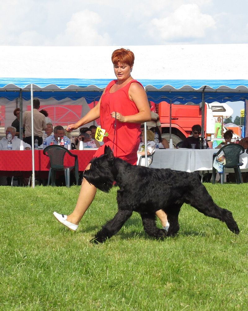 The “Dog Doesn’t Like Kids” Debate Is Trending - 10 Breeds Owners Mention in Boundary Threads 9 Giant Schnauzer