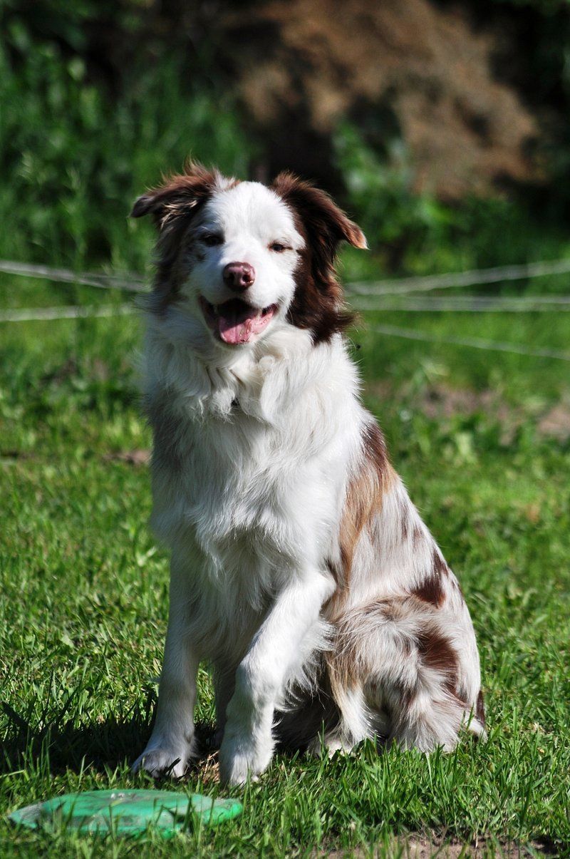 20 dog breeds that form quiet, unbreakable bonds behind the scenes 6 Border Collie