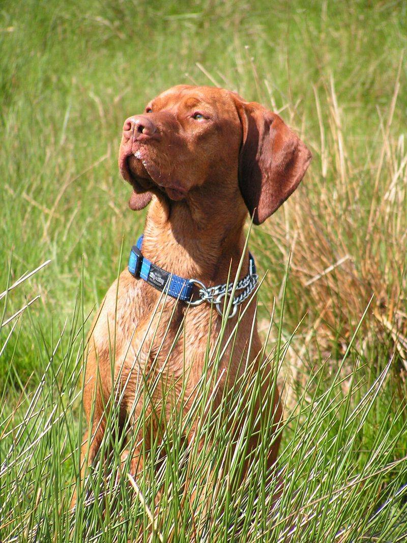10 dog breeds that live for summer adventures - plus 4 that melt the second it gets hot 2 Vizsla