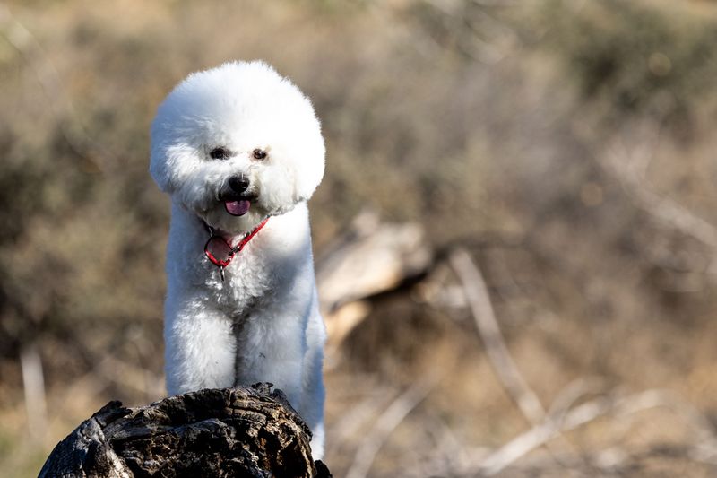 Some companions recover so naturally from change that owners barely notice it happened 12 Bichon Frise