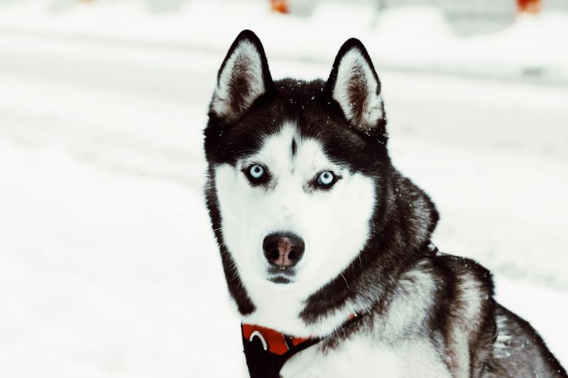 Siberian Husky