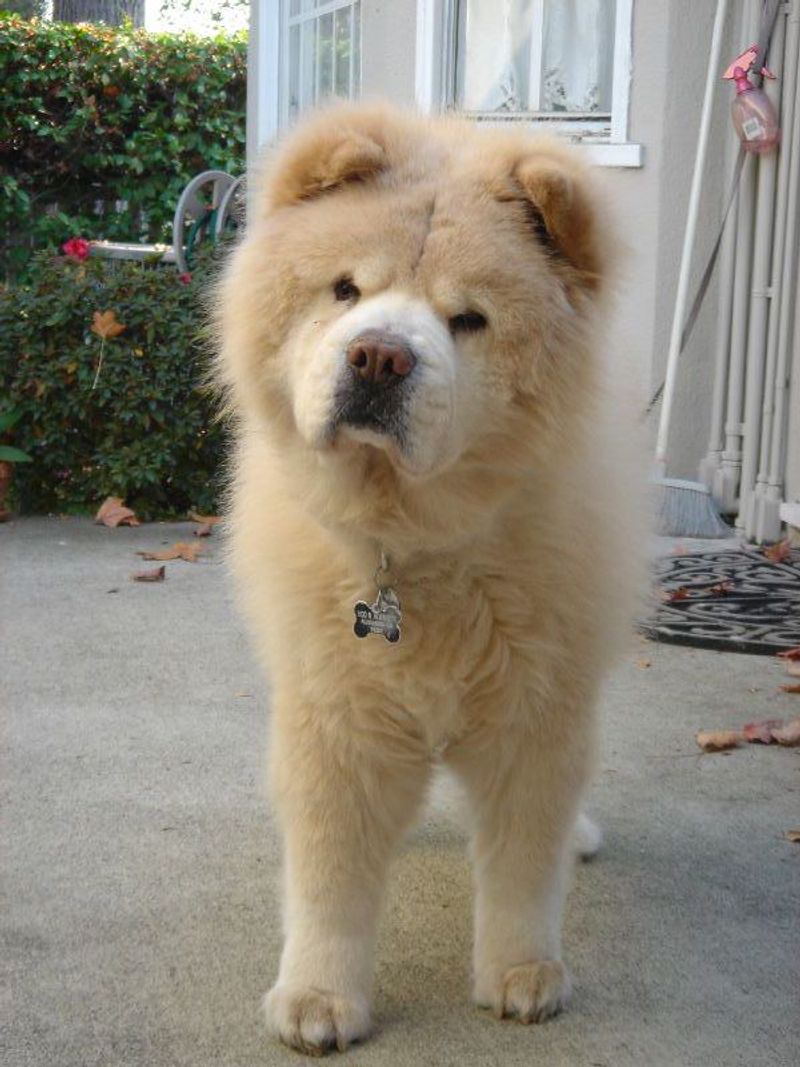 Chow Chow