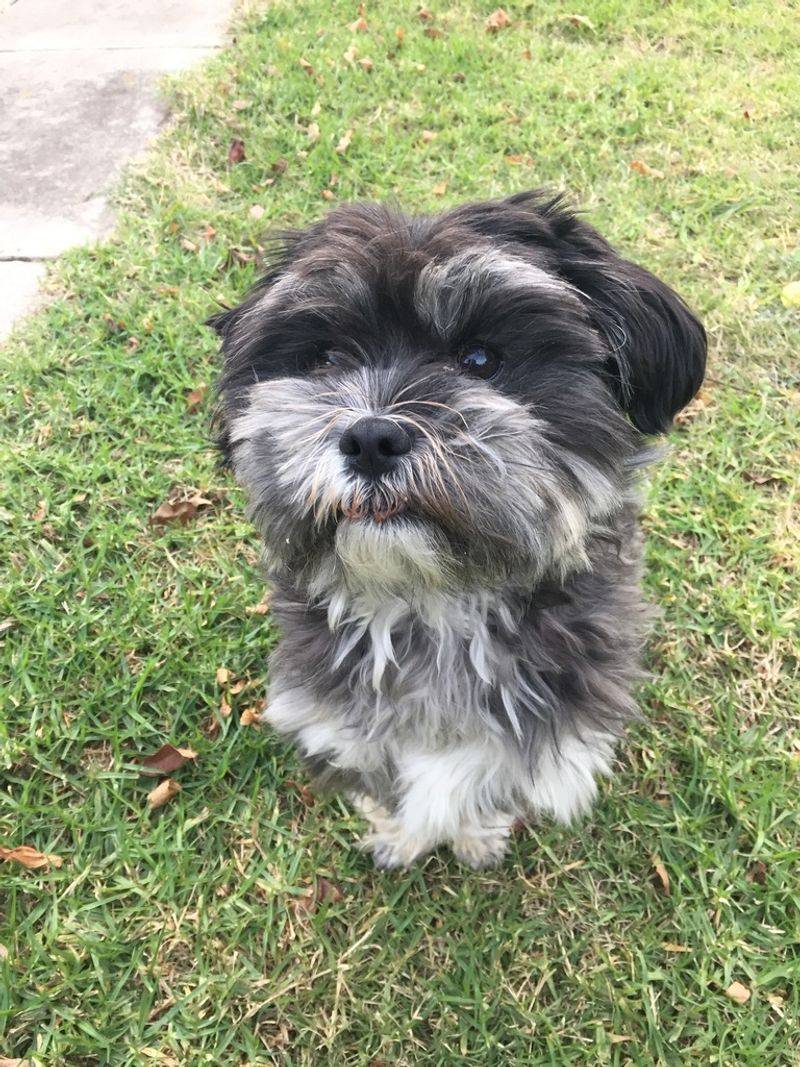 These dogs don't need dramatic personalities to become unforgettable companions 10 Maltese
