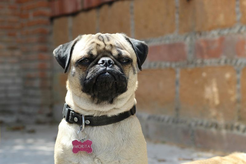 Pug