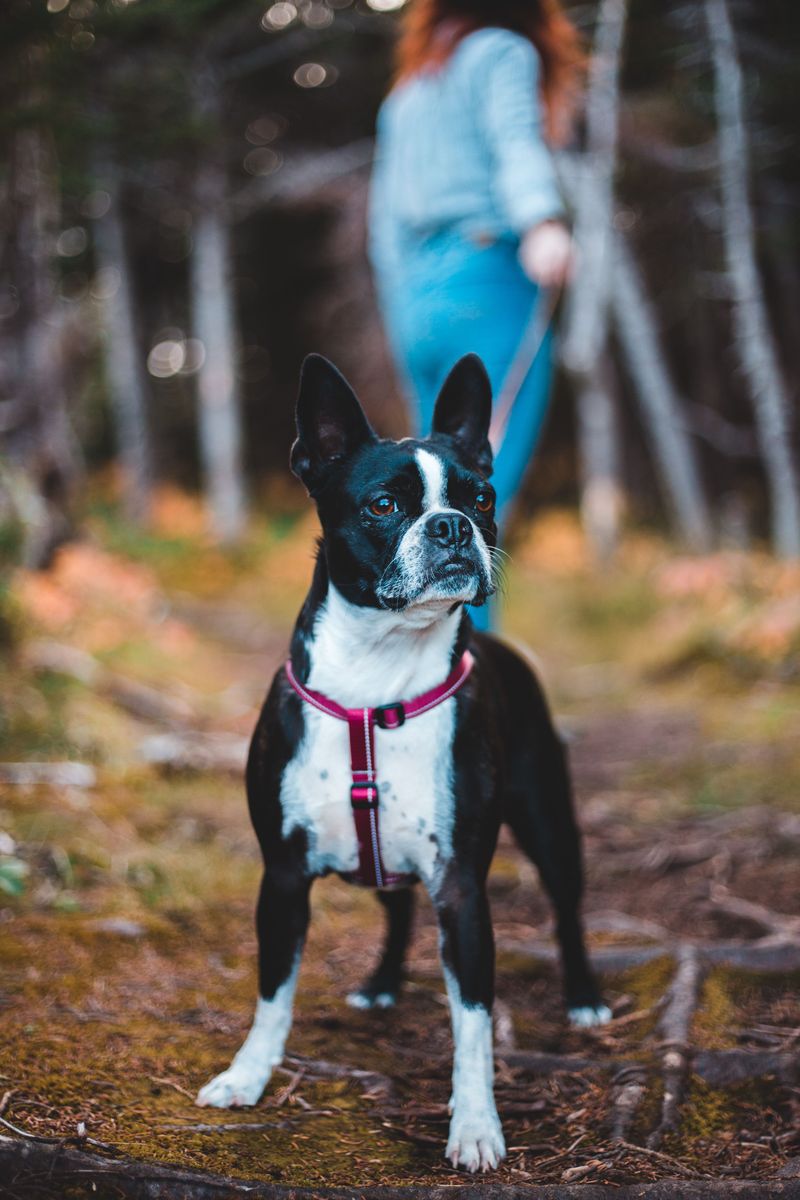 Boston Terrier