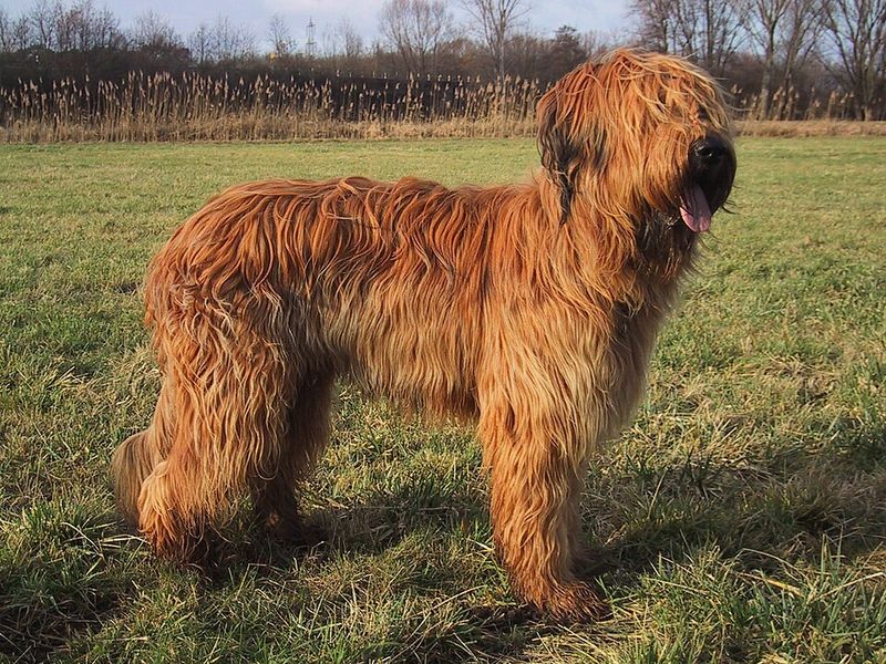 17 Dog Breeds That Were Once Popular but Have Slowly Faded from the Spotlight 11 Briard
