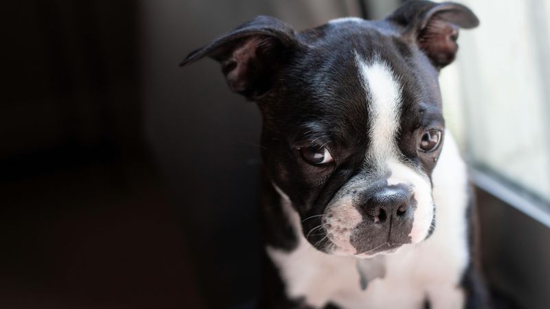 Boston Terrier