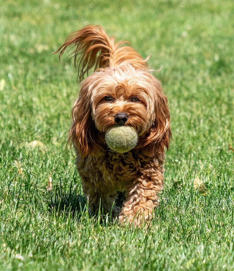 Cavapoo