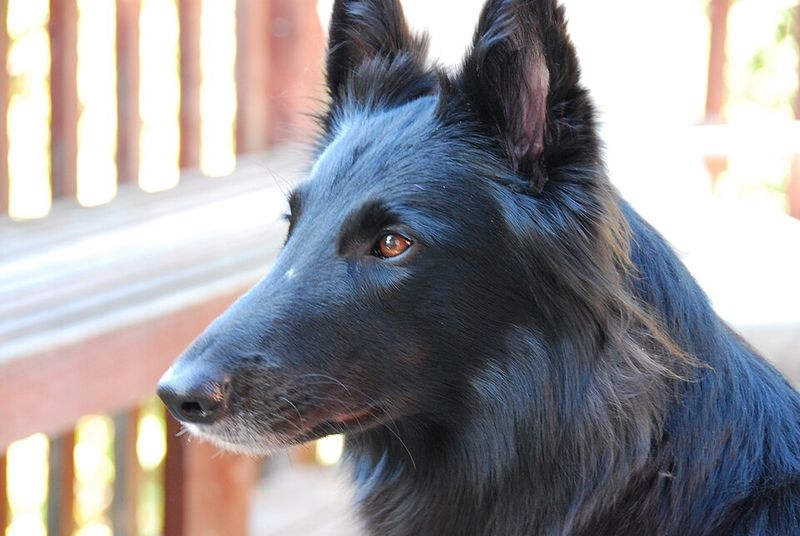 Belgian Sheepdog (Groenendael)