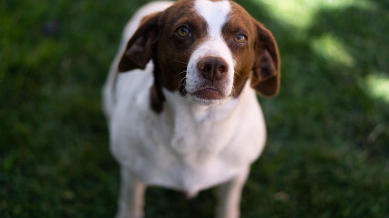 If your schedule changes often, these dog breeds deserve a little extra understanding 13 Brittany