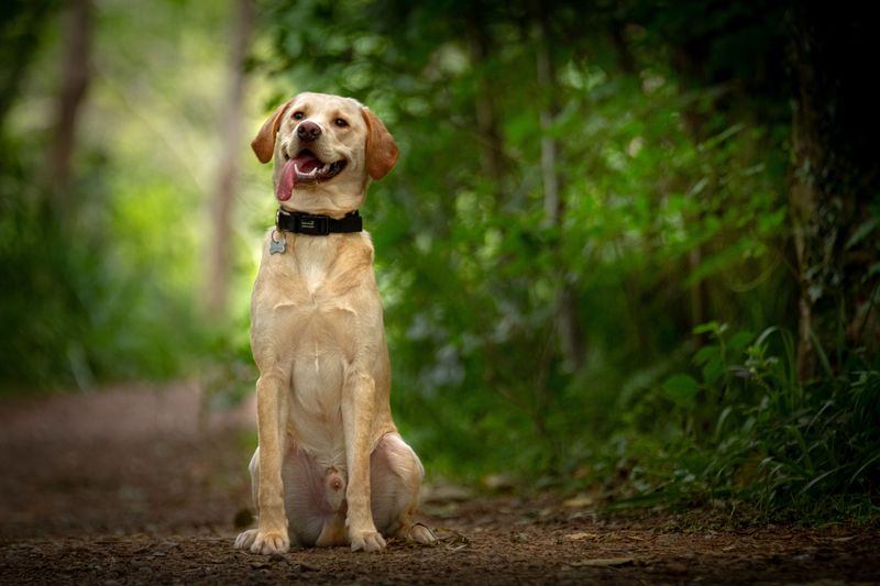 Looking for an outgoing companion? These dog breeds rarely stay strangers for long 2 Labrador Retriever
