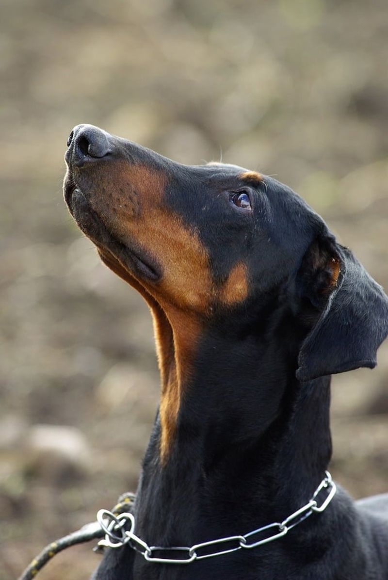 Doberman Pinscher