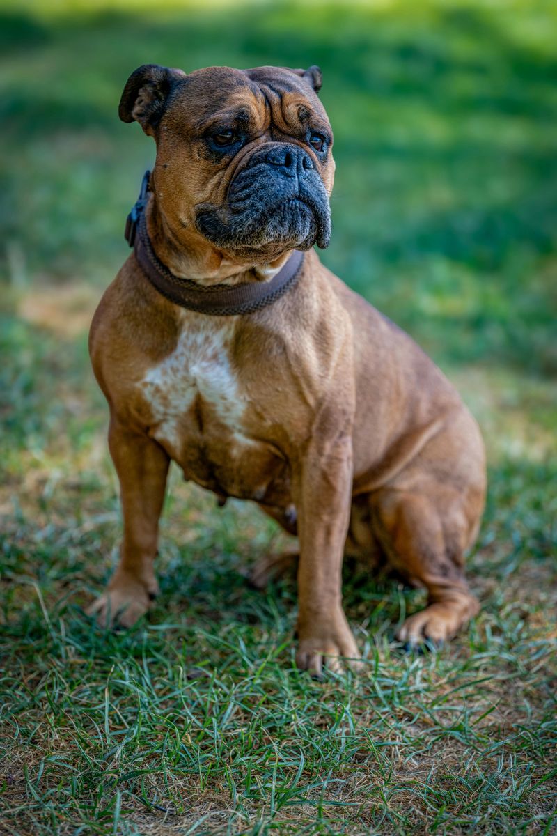 Continental Bulldog